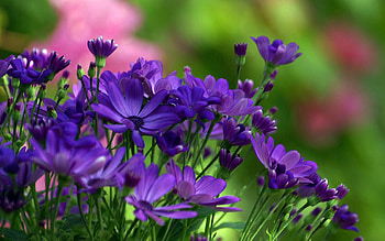 Flowers, Close-Up, Greens, Small HD wallpaper