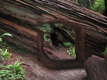 Prairie Creek Redwoods State Park, prairie, creek, state, park HD wallpaper