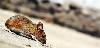 Mouse, animal fur, small rodent, furry creature HD wallpaper