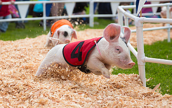 Funny piglets, race pigs, , Playful farm animals HD wallpaper