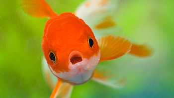 Cute fish, Underwater beauty, Colorful marine life, Aquatic animals HD wallpaper