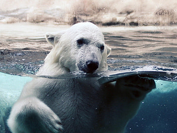 Animals, Bears HD wallpaper