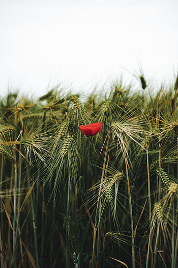 Flowers, Grass, Wheat, Ears, Spikes, Poppy HD phone wallpaper