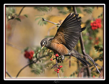 robin in flight, flying, robin, beautiful, effect HD wallpaper