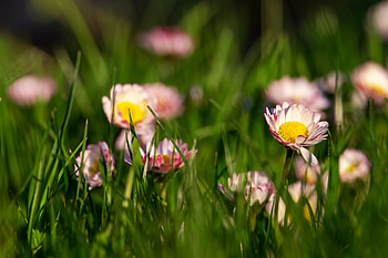 Grass, flowers, meadow, plants, daisy HD wallpaper