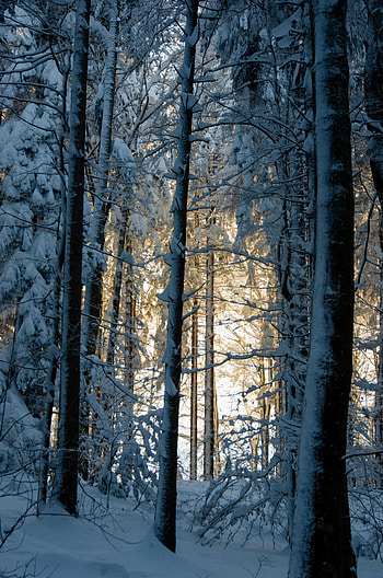 Winter, Nature, Trees, Snow, Forest HD phone wallpaper