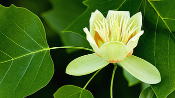 Flower , Nature Background HD wallpaper