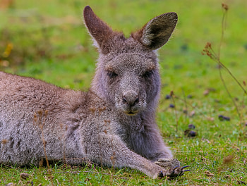 Animals, Kangaroo, Lies, Nice, Sweetheart, Fur HD wallpaper