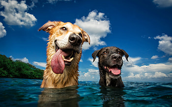 Dogs, blue, animal, summer, breath, couple, funny, sky, water, tongue, vara, caine, cloud HD wallpaper