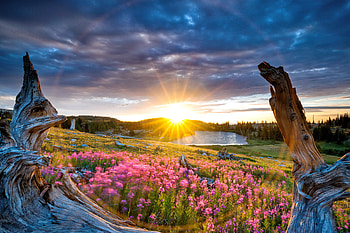 Beautiful sunrise, summer, wildflowers, meadow, sunrise, sky HD wallpaper