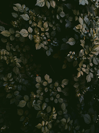 Nature, Grass, Leaves, View From Above HD phone wallpaper