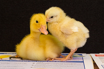 :), chicken, black, bird, cute, spring, yellow, chick, easter, pasari, duckling HD wallpaper