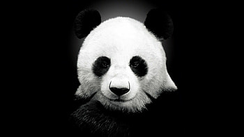 Dark panda , , Mysterious aura, Striking backgrounds HD wallpaper