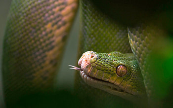 Animals, Blur, Smooth, Reptile, Snake, Language, Tongue HD wallpaper