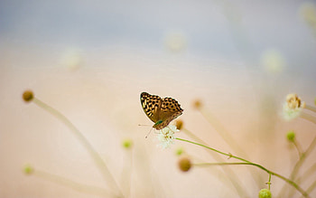 Flowers, Grass, Macro, Butterfly, Blurred, Greased HD wallpaper