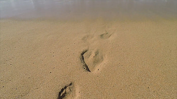 Waves washing footprints, Ocean view, Tranquil beach, Serene HD wallpaper