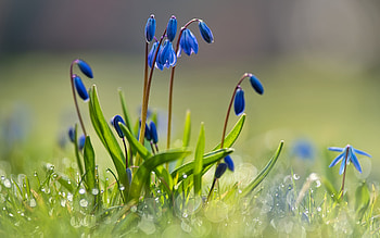 Blue Snowdrops, blue, nature, flowers, snowdrops HD wallpaper
