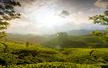 Munnar Hills India, india, nature, world HD wallpaper