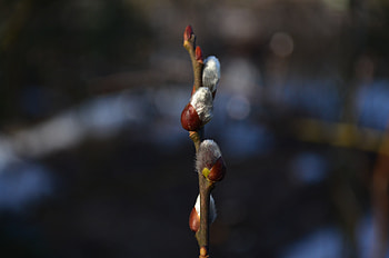 Flowers, Branch, Verba, Pussy Willow HD wallpaper