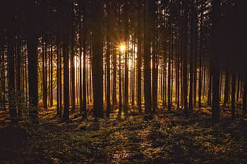 Sunbeams Between Forest Trees, sunbeam, trees, nature, forest HD wallpaper