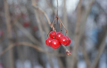 Plants, Berries HD wallpaper