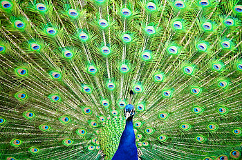 Paradise Bird for my friend CroZg, paradise bird, friend, blue green, peackock HD wallpaper