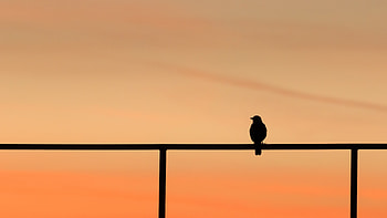 Dark, Silhouette, Bird, Minimalism HD wallpaper