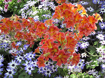 Attractive Flowers at the garden 77, blue, graphy, daisy, green, Flowers, garden, orange HD wallpaper