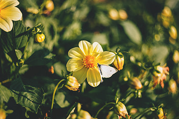 Flowers, Bloom, Flowering, Butterfly HD wallpaper