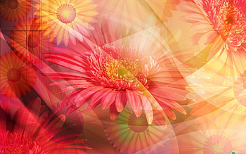 Pink Daisies, flowers, swirls, daisies HD wallpaper