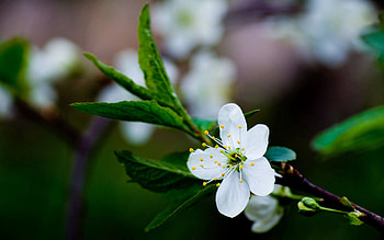 Leaves, Flower, Macro, Bloom, Flowering, Branch, Spring HD wallpaper
