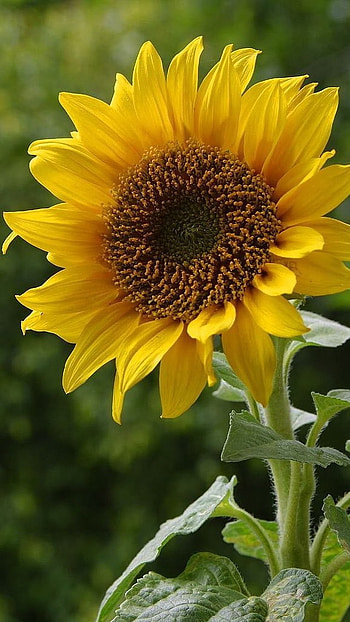 Sunflower, Beautiful, Yellow Flower HD phone wallpaper