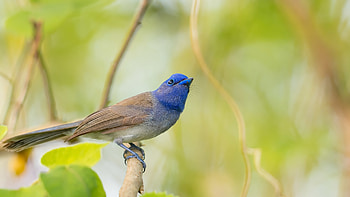Flycatcher, animal, nature, bird HD wallpaper