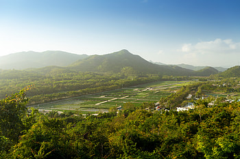 Nature, Trees, Mountain, Vertex, Top, Plantation, Plantations HD wallpaper