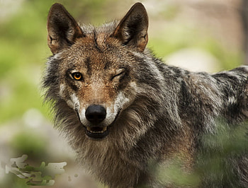The flirting wolf., dog, the flirting wolf, canine, beautiful HD wallpaper
