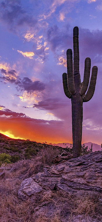 Arizona , , s, High quality HD phone wallpaper