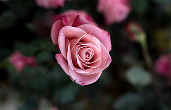 Plants, Flowers, Roses HD wallpaper