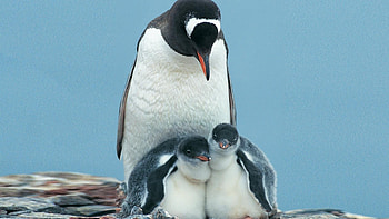 Penguin, , backgrounds, delight HD wallpaper