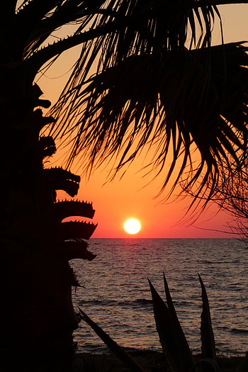 Nature, Sunset, Sun, Horizon, Silhouette, Branches HD phone wallpaper
