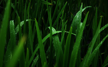 Grass, Macro, Dark, Shadow HD wallpaper