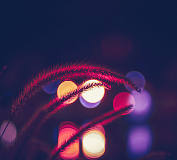 Nature, Grass, Glare, Shine, Light HD wallpaper