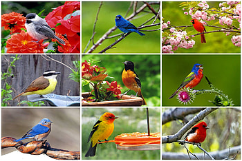 Songbird Collage FC, animal, Scarlet Tanager, graphy, avian, Eastern Bluebird, Indigo Bunting, , songbirds, bird, Western Tanager, beautiful, Kiskadee, Chickadee, Cardinal, wide screen, Painted Bunting, wildlife, Oriole HD wallpaper