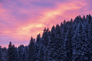 Afterglow, sunset, trees, winter HD wallpaper