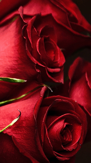 Beautiful Rose, Red Flowers, Background HD phone wallpaper
