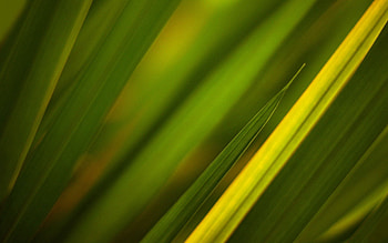 Grass, Leaves, Plant, Macro HD wallpaper