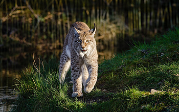 Lynx beauty, Retina display, wildlife, Stunning graphy HD wallpaper