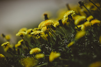 Flowers, Grass, Dandelions, Close-Up HD wallpaper