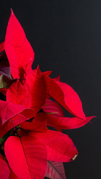 Holiday bloom, Ryan Peltier's post, Captivating Poinsettia, Exquisite HD phone wallpaper