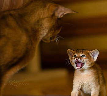 meow, kitten, mom, cat, little HD wallpaper