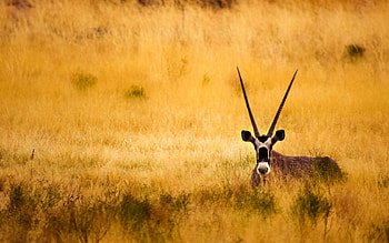Animals, Savanna, Horns, Antelope HD wallpaper